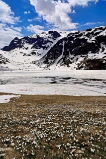 Ice floes drift in the half-frozen upper Murgsee, in the foreground, white flowering spring