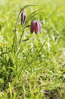 Snake's Head Fritillary (Fritillaria meleagris) in bloom, Dresden, Saxony, Germany