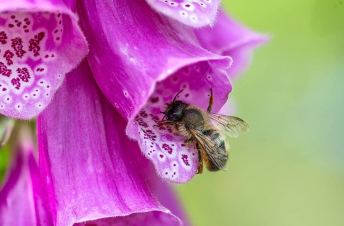Apidae, bees, hymenoptera, osmia bicornis, osmia rufa, red mason bee, red mason bee, insects, wild