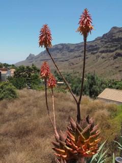 Tall rubble aloe (Aloe perfoliata) set against a mountainous landscape beneath a clear blue sky,