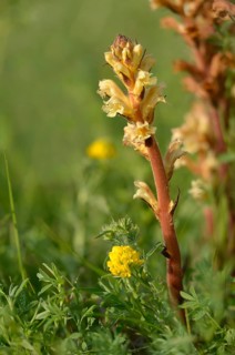 Brownroot, yellow summer root, medick broomrape, orobanche lutea, orobanche rubens,