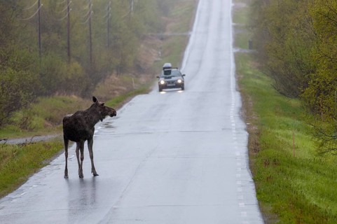 Alces alces, artiodactyla, elk, even-toed ungulate, mosses, Norway, cloven-hoofed, varanger,