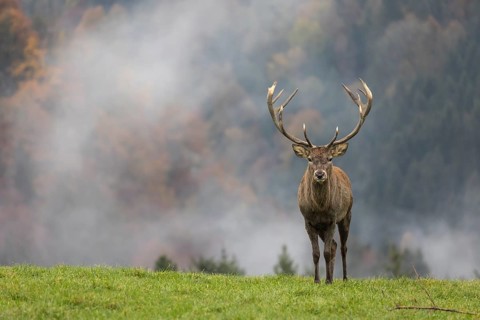 Red Deer buck at the end of the rutting season
