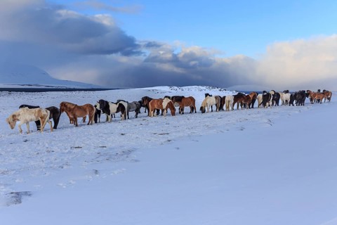 A herd of Icelandic horses standing in a snowstorm on the coast, winter, Akureyri, North Iceland,