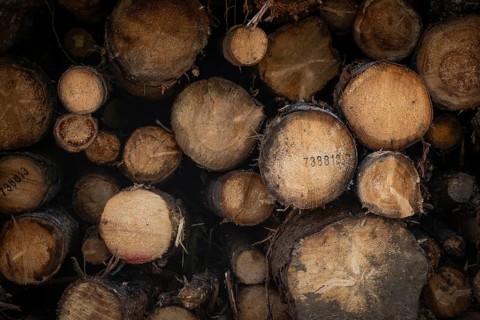 Detail Timber logs, spruce logs, storage, timber industry, Sunndalsøra, Tingvollfjorden, Sunndal