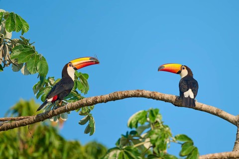 Two toucans watch each other from a branch against a blue sky, giant toucan (Ramphastos toco),
