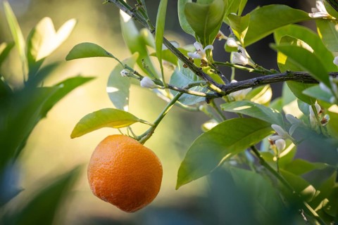 An orange hangs on a branch with leaves and flowers, illuminated by warm sunlight, Bardini Garden
