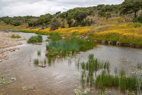 Countries, Dehesa, Extremadura, cultural landscape, landscape, countries, travel, Spain, travels