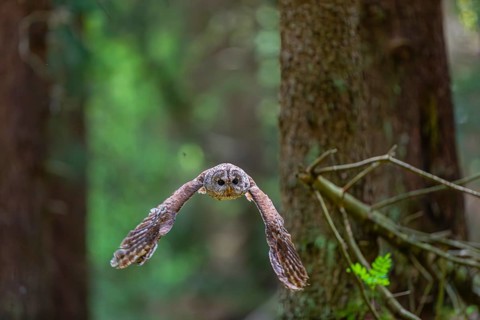 One tawny owl or brown owl (Strix aluco) flying through a dense forest