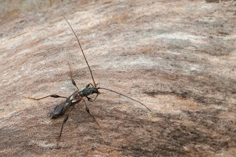 Dark-shelled short-blanket buck, spruce short-blanket buck, small wasp buck, molorchus minor,