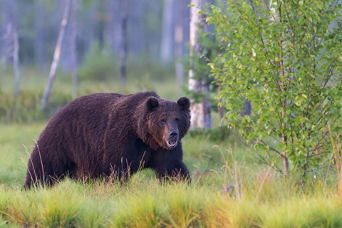 European brown bear, animals, mammals, (Ursus arctos arctos), forest, Scandinavia, bear family,