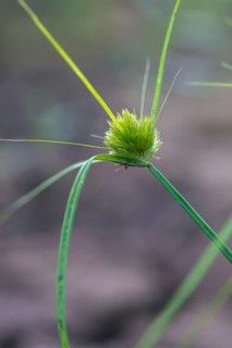 Bohemian sedge, carex bohemica, carex cyperoides, cyperaceae, sour grasses, cyprus grass harrow,