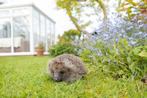 European hedgehog (Erinaceus europaeus) adult animal in an urban garden in springtime, England,