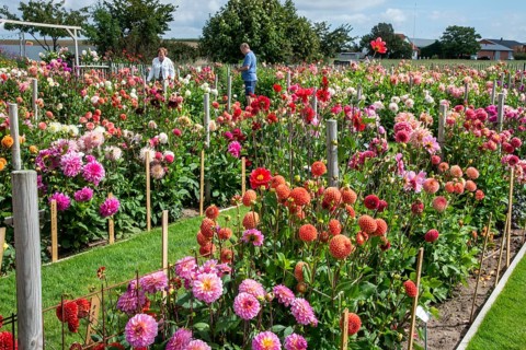 Growing various dahlia varieties in the Dahlia Farm in Löderup, Ystad municipality, Skåne County,