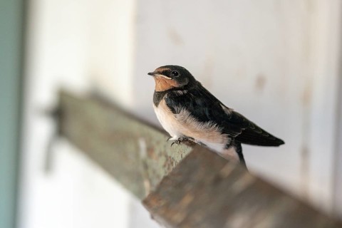 Hirundo rustica, barn swallow, birds, young bird, juvenile, passeri, swallows, songbirds, birds