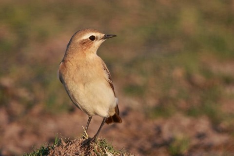 Isabelline Wheatear (Oenanthe isabellina), Greece