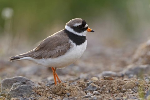 Common Ringed Plover (Charadrius hiaticula), Iceland