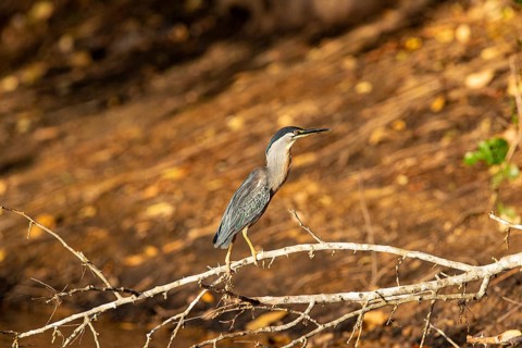 Mongrove Heron (Butorides striatus) Pantanal Brazil