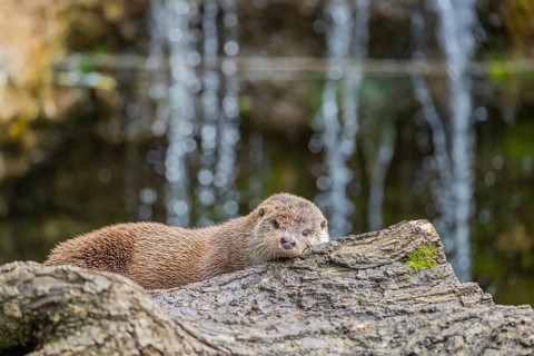 One Eurasian otter (Lutra lutra) resting on a log in front of a little cascade