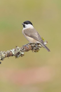 Marsh Tit (Parus palustris), perched on a branch covered in moss and lichen, wildlife, animals,