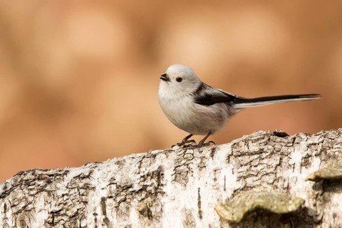 Long-tailed Tit (Aegithalos caudatus) perched on a tree trunk, Bavaria, Germany