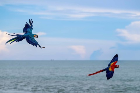 Yellow-breasted macaw (Ara ararauna) and scarlet macaw (Ara macao), Jomtien, Thailand
