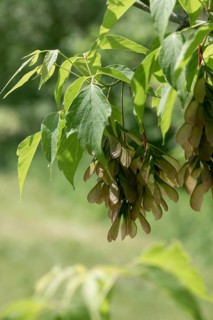 Acer Negundo, Box Elder, Ash Maple, Ash Leaf Maple, Manitoba Maple, Sapindaceae, Soap Tree, Ashleaf