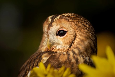 Tawny Owl (Strix aluco) captive, Germany