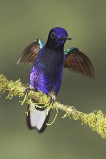 Velvet-purple Coronet (Boissonneaua jardini), Ecuador