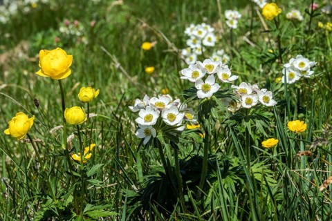 Troll flower (Trollius europaeus), Narcissus-flowered anemone (Anemone narcissiflora), also known