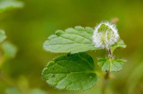 Honorary prize, female bite, gamander honor prize, cat's eye, loyal to men, plantaginaceae,