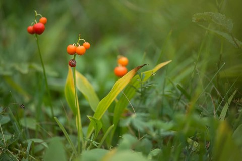 Convallaria Majalis, Convallariaceae, Lily of the Valley, Lily of the Valley, Lily of the Valley,