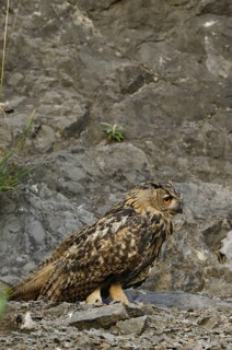 Eurasian Eagle-owl, bubo bubo, quarry in Sauerland, animals, owls
