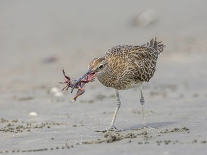 Whimbrel (Numenius phaeopus) eating crab, Gambia