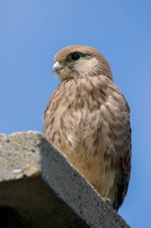 Falco tinnunculus, Common Kestrel, kestrel, birds, falcon, falconiformes, falcons, birds of prey,