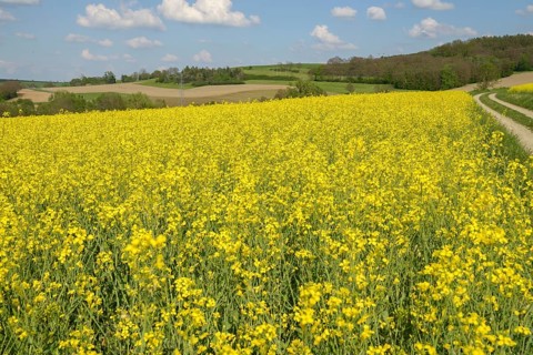 Brassica napus, brassicaceae, cruciferous vegetables, rapeseed, flora, intensive agriculture,