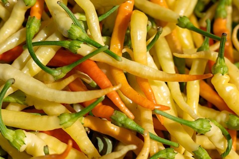 Colorful mix of yellow and orange chili peppers, fresh and organic