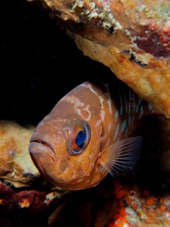 A glass-eyed large-eyed cichlid (Heteropriacanthus cruentatus) with a striking pattern hides