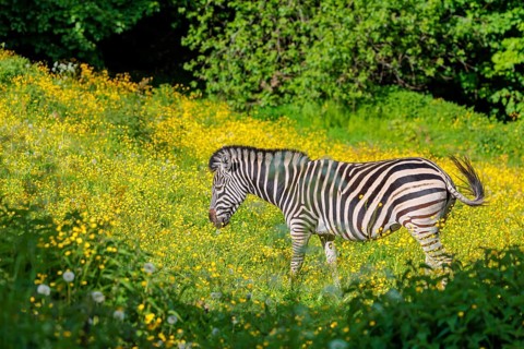 A Chapman's zebra (Equus quagga chapmani) grazing on a yellow flowering meadow. South East Africa