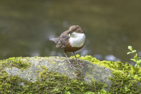 White-throated Dipper (Cinclus cinclus), at a torrent with larvae in its beak,