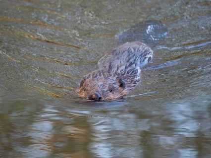 European Beaver (Castor fiber), mature animal, swimming down a river. These are the first sightings