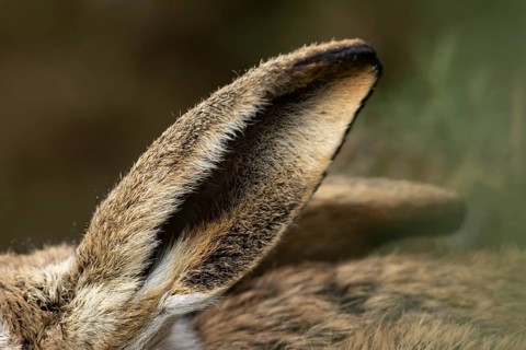 European brown hare (Lepus europaeus) adult animal close up of its ear, England, United Kingdom