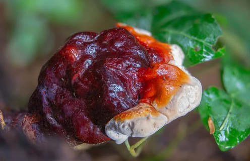 Ganoderma lucidum, shiny lacquer porling, ling zhi, reishi, fungi, fungus, mushrooms