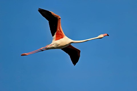 Pink flamingo (Phoenicopterus roseus), in flight, Camargue Regional Nature Park, southern France,