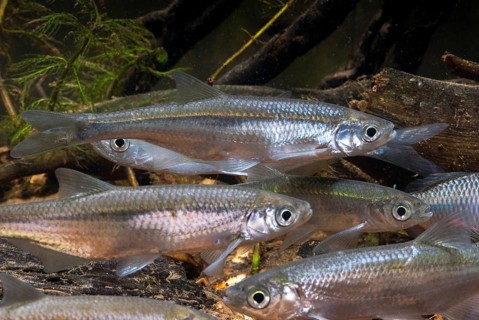 Ablette, alburnus alburnus, bleak, cyprinus alburnus, laugel, ukelei, onionfish, fish, fishes, leo,