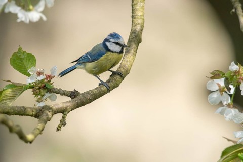 Blue tit, fruit tree blossom, parus caeruleus, birds, spring, tits, passeri, songbirds, songbirds,
