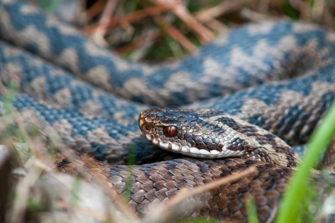 European adder, European viper, venomous snake, vipera berus, critters, poisonous reptilia,
