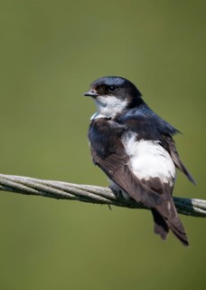 Delichon urbica, house martin, house martins, birds, growing, high size, portrait, young animal,
