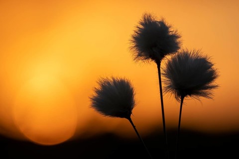 Cotton grass in the moorland, sheathed cotton grass (Eriophorum vaginatum) in front of sunset,