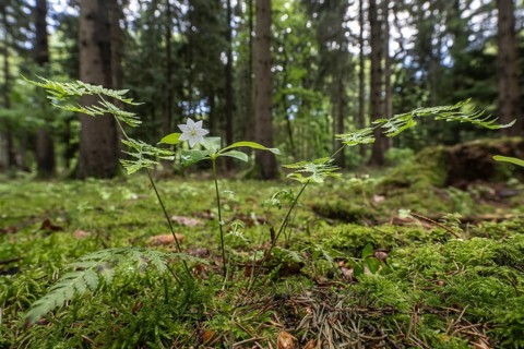 European seven-pointed star (Trientalis europaea), Emsland, Lower Saxony, Germany